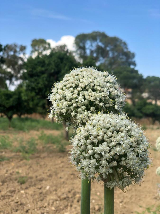 فندق Agrialma أغريجنتو المظهر الخارجي الصورة